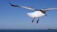 /album/wissant-sans-web-sans-net-juste-la-vie-a-wissant/petit-defmouette-bis-jpg/